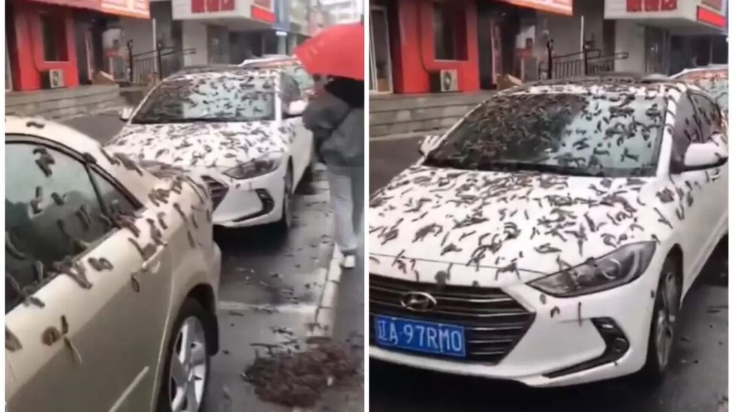 China raining worms: Is it real?