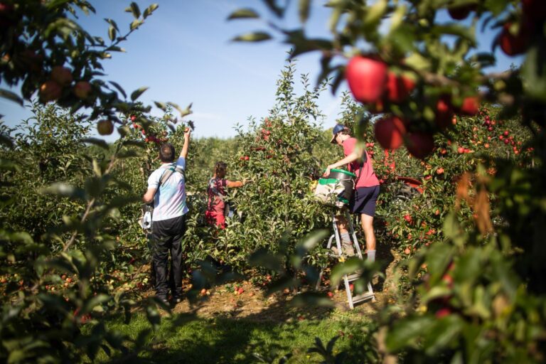 How to easily get Canada Fruit Picker job in 2024?
