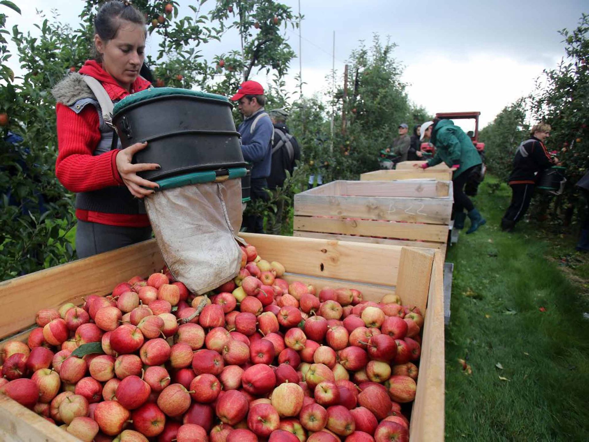 How to easily get Canada Fruit Picker job in 2024?
