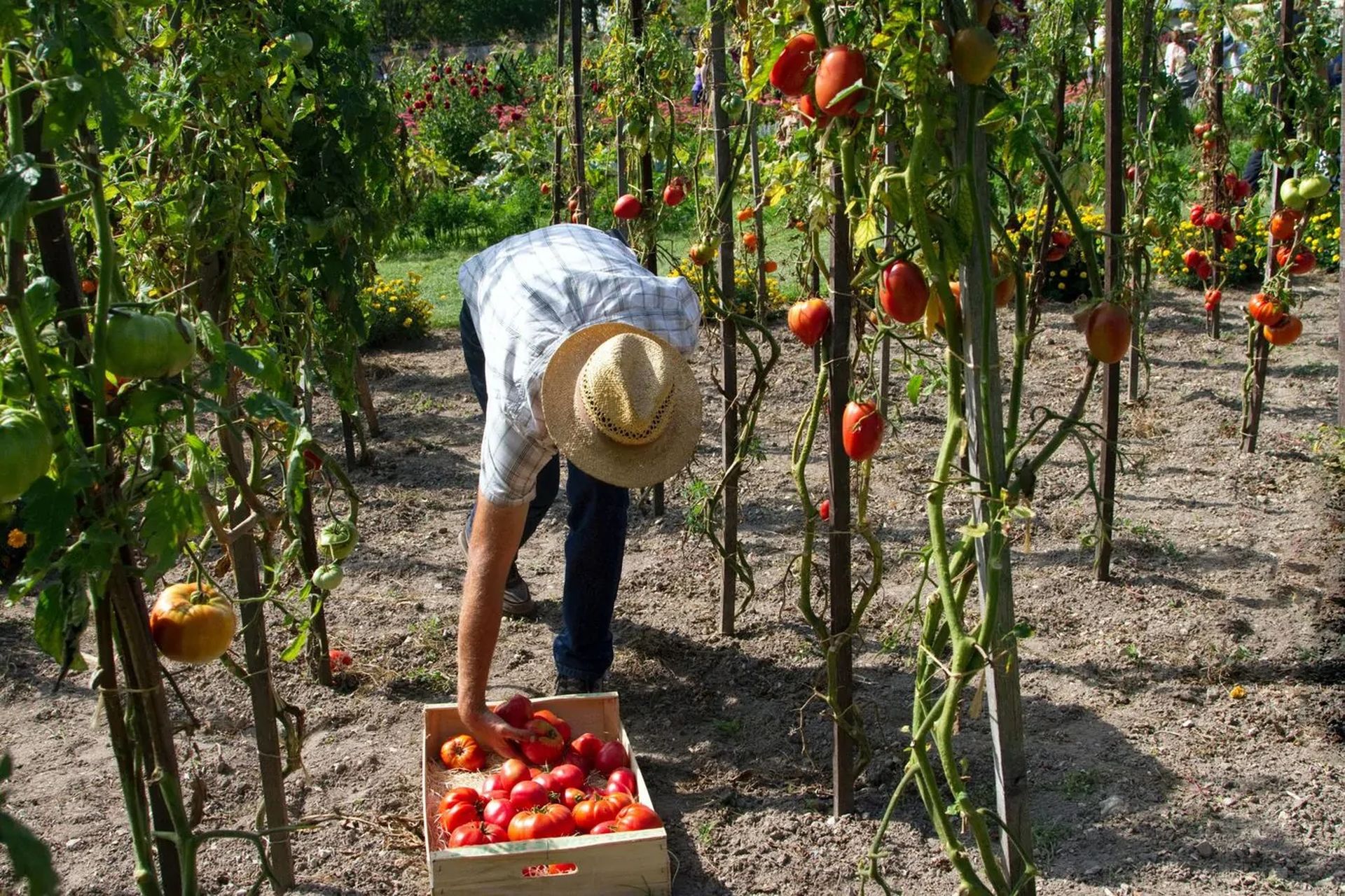 How to easily get Canada Fruit Picker job in 2024?